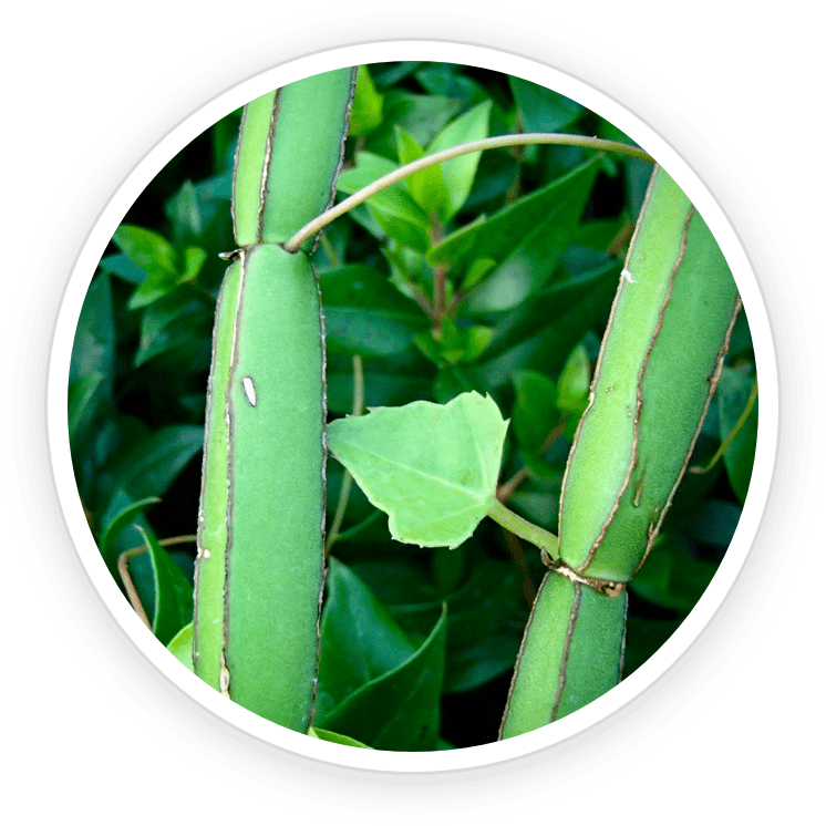 Cissus Quadrangularis in LipoSlend