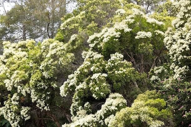 Australian Tea Tree Oil — primary antifungal ingredient in Nail Refresh