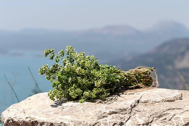 Greek Mountain Oregano Oil — biofilm penetrating ingredient in Nail Refresh
