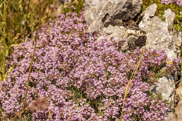 Mediterranean Wild Thyme — natural antiseptic ingredient in Nail Refresh