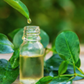 Tea Tree Oil Mycotraxin Ingredient