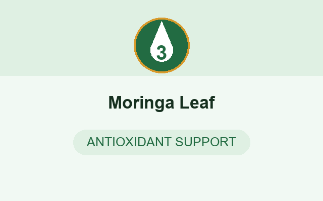 Moringa in WegoSlim